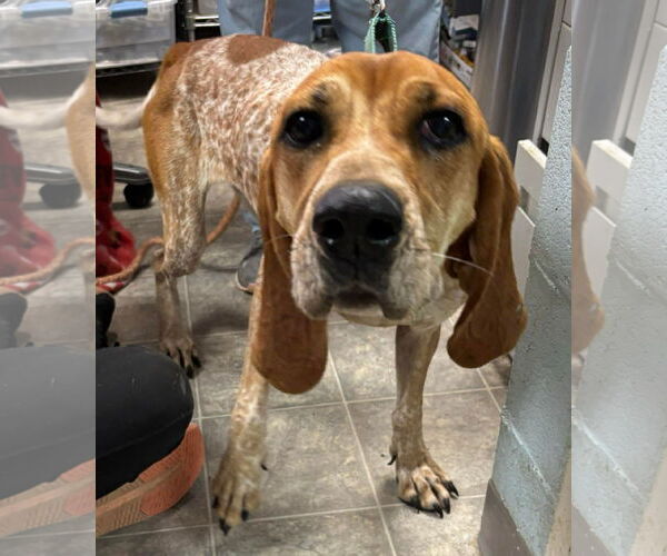 Medium Photo #6 English Coonhound Puppy For Sale in Rustburg, VA, USA