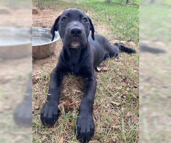 Medium Photo #1 Labrador Retriever-Unknown Mix Puppy For Sale in Alexander, AR, USA