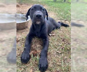 Labrador Retriever-Unknown Mix Dogs for adoption in Alexander, AR, USA