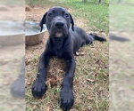 Small Labrador Retriever Mix