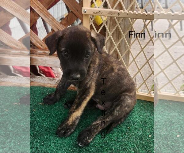 Medium Photo #1 Mutt Puppy For Sale in Incline Village, NV, USA