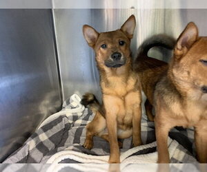 Shiba Inu-Unknown Mix Dogs for adoption in Grand Prairie, TX, USA