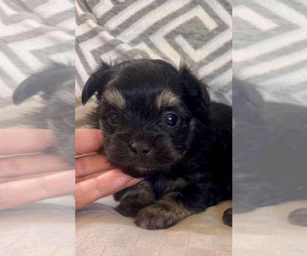 Medium Photo #1 Morkie Puppy For Sale in SANTA MARIA, CA, USA