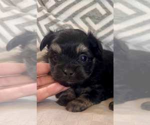 Morkie Puppy for sale in SANTA MARIA, CA, USA