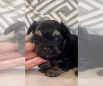 Image preview for Ad Listing. Nickname: Litter of 2