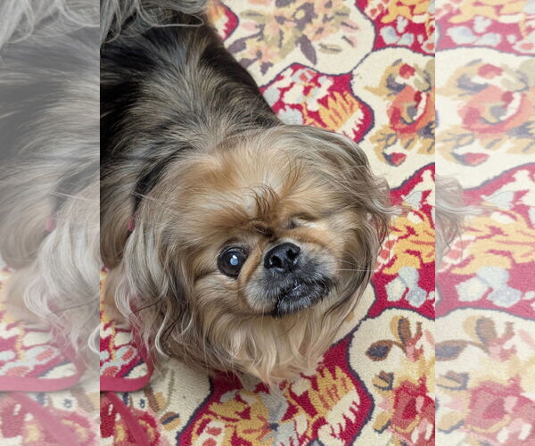 Medium Photo #8 Pekingese Puppy For Sale in Greensboro, NC, USA
