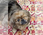 Small #7 Pekingese