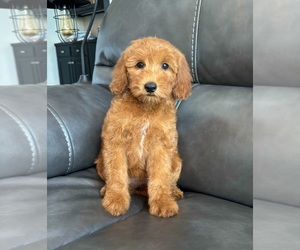 Goldendoodle (Miniature) Puppy for sale in FRANKLIN, IN, USA
