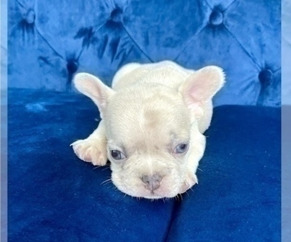 Medium Photo #63 French Bulldog Puppy For Sale in KANSAS CITY, MO, USA