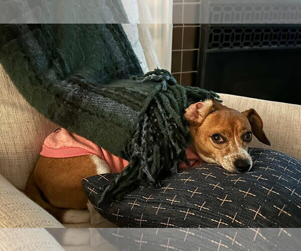 Medium Photo #4 Beagle Puppy For Sale in Dunnellon, FL, USA