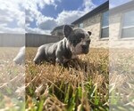 Puppy Marley French Bulldog