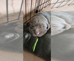 Small Photo #4 Labrador Retriever Puppy For Sale in DAVISON, MI, USA
