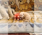Small Photo #49 German Shepherd Dog Puppy For Sale in CECILIA, KY, USA