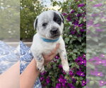 Small Mutt