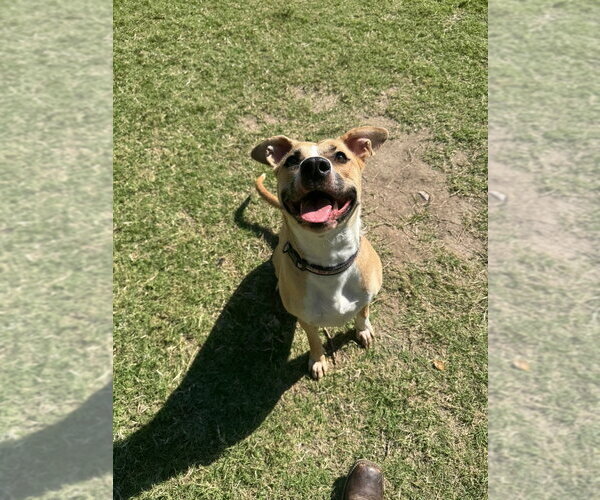 Medium Photo #4 Mutt Puppy For Sale in Great Bend, KS, USA