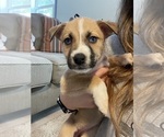 Puppy Princess American Pit Bull Terrier-Siberian Husky Mix