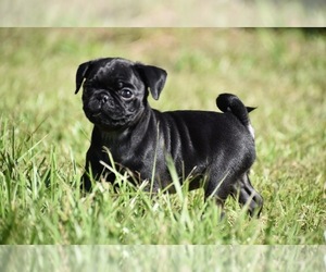 Pug Puppy for sale in PALM COAST, FL, USA