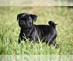 Image preview for Ad Listing. Nickname: Daphne