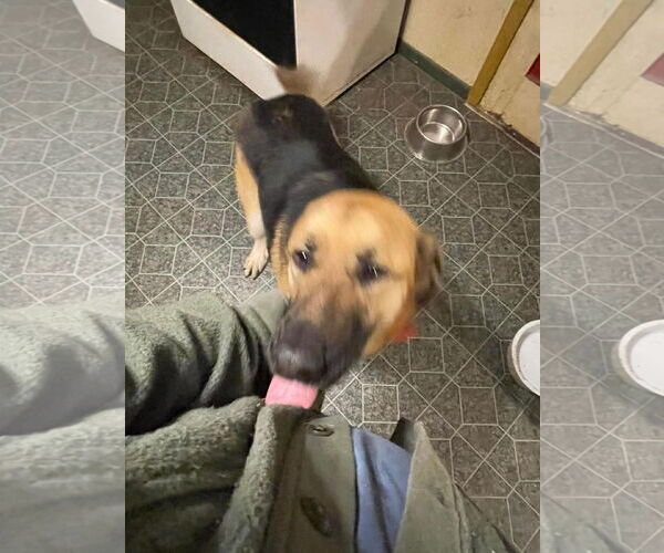 Medium Photo #8 Great Pyrenees-Unknown Mix Puppy For Sale in Columbus, IN, USA