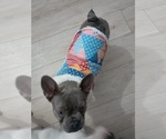 Small #11 French Bulldog