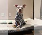 Small Photo #7 American Pit Bull Terrier Puppy For Sale in Rockville, MD, USA