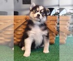 Small Photo #10 Pomsky Puppy For Sale in DELAWARE, OH, USA
