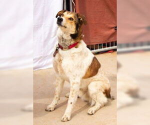 Mutt Dogs for adoption in Cottonwood, AZ, USA