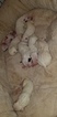Small Photo #15 Bull Terrier Puppy For Sale in JACKSON, MI, USA