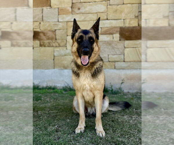 Medium Photo #1 German Shepherd Dog Puppy For Sale in PIPE CREEK, TX, USA