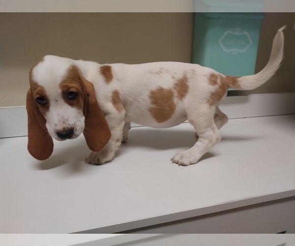Medium Photo #2 Basset Hound Puppy For Sale in CANTON, GA, USA