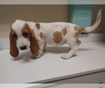 Small #1 Basset Hound