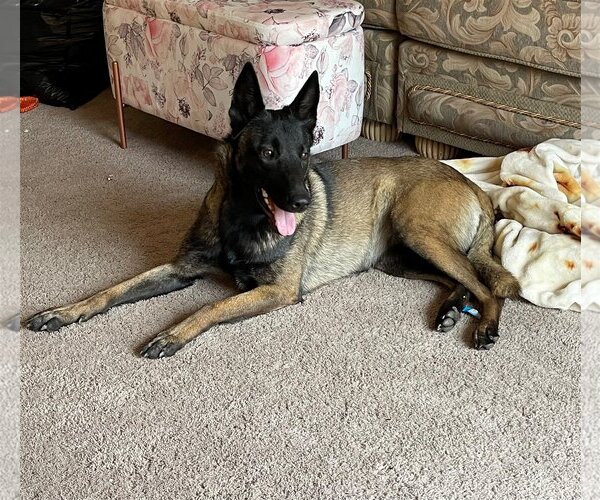 Medium Photo #2 Mutt Puppy For Sale in Woodland, CA, USA