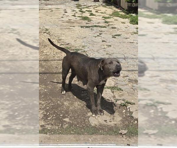 Medium Photo #1 American Staffordshire Terrier-Unknown Mix Puppy For Sale in San Antonio, TX, USA