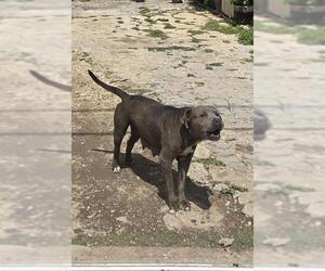 American Staffordshire Terrier-Unknown Mix Dogs for adoption in San Antonio, TX, USA