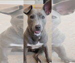 Small #3 American Pit Bull Terrier Mix