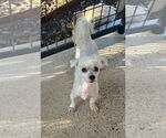 Small #1 Maltese