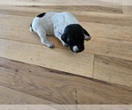 Small Photo #18 German Shorthaired Pointer Puppy For Sale in EVANSVILLE, WY, USA
