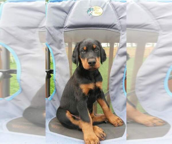 Medium Photo #2 Doberman Pinscher Puppy For Sale in AFTON, IA, USA