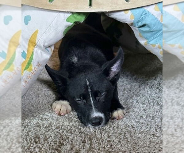 Medium Photo #7 Labrador Retriever-Unknown Mix Puppy For Sale in OKLAHOMA CITY, OK, USA