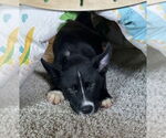 Small #6 Labrador Retriever Mix