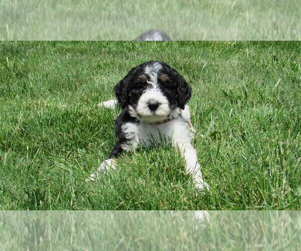 Medium Photo #4 Bernedoodle Puppy For Sale in BIG ROCK, IL, USA