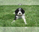 Small #3 Bernedoodle