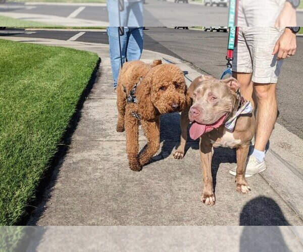 Medium Photo #10 American Staffordshire Terrier-Unknown Mix Puppy For Sale in Lake Forest, CA, USA