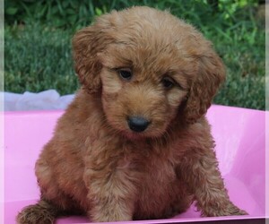 Goldendoodle (Miniature) Puppy for sale in FREDERICKSBURG, OH, USA