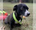 Small #1 Chiweenie