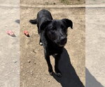 Small #7 Labrador Retriever Mix