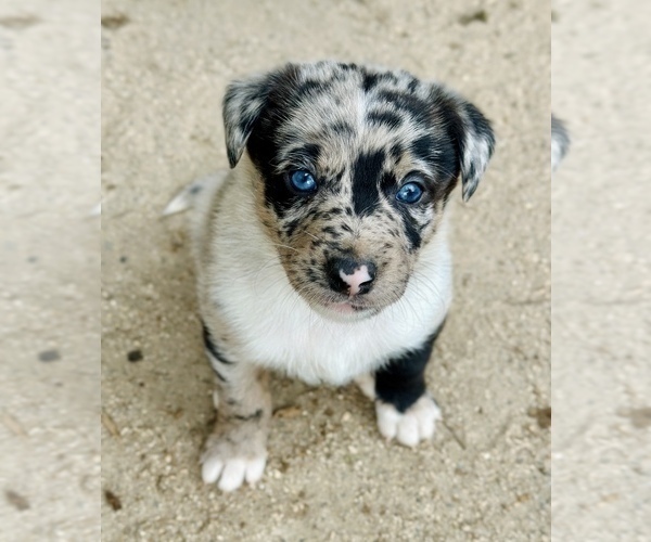 Medium Photo #15 Australian Kelpie Puppy For Sale in CAMAS, WA, USA