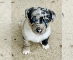 Small #14 Australian Kelpie