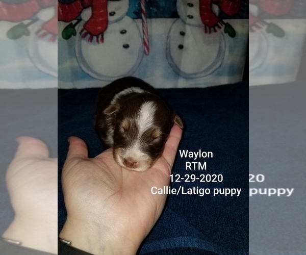 Medium Photo #1 Australian Shepherd Puppy For Sale in GILMER, TX, USA
