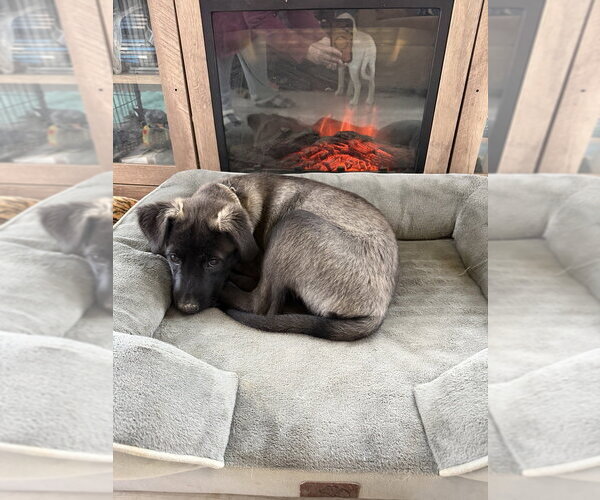 Medium Photo #3 Labsky Puppy For Sale in Springdale, PA, USA